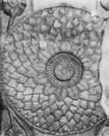 Figure 67. Full-Blown Lotus
