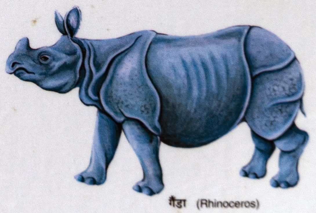 Ganda (Rhinoceros)