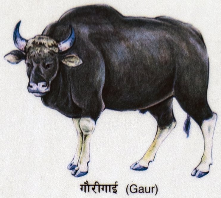 Gaurigarh (Gaur) [IMM - Flora and Fauna]