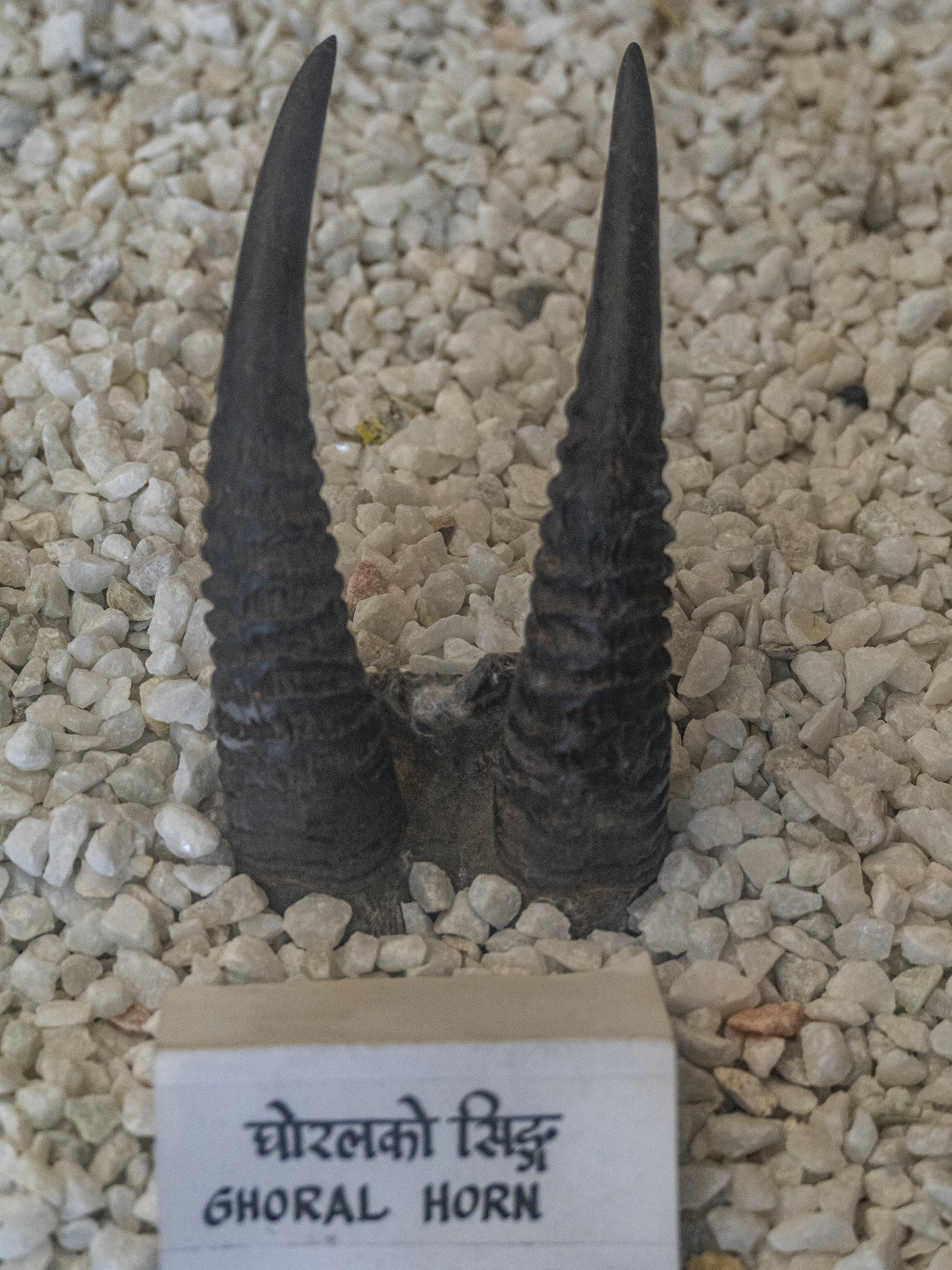 Ghoral Horn (Ghoralko Singh)