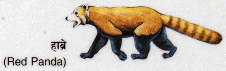 Habre (Red Panda)