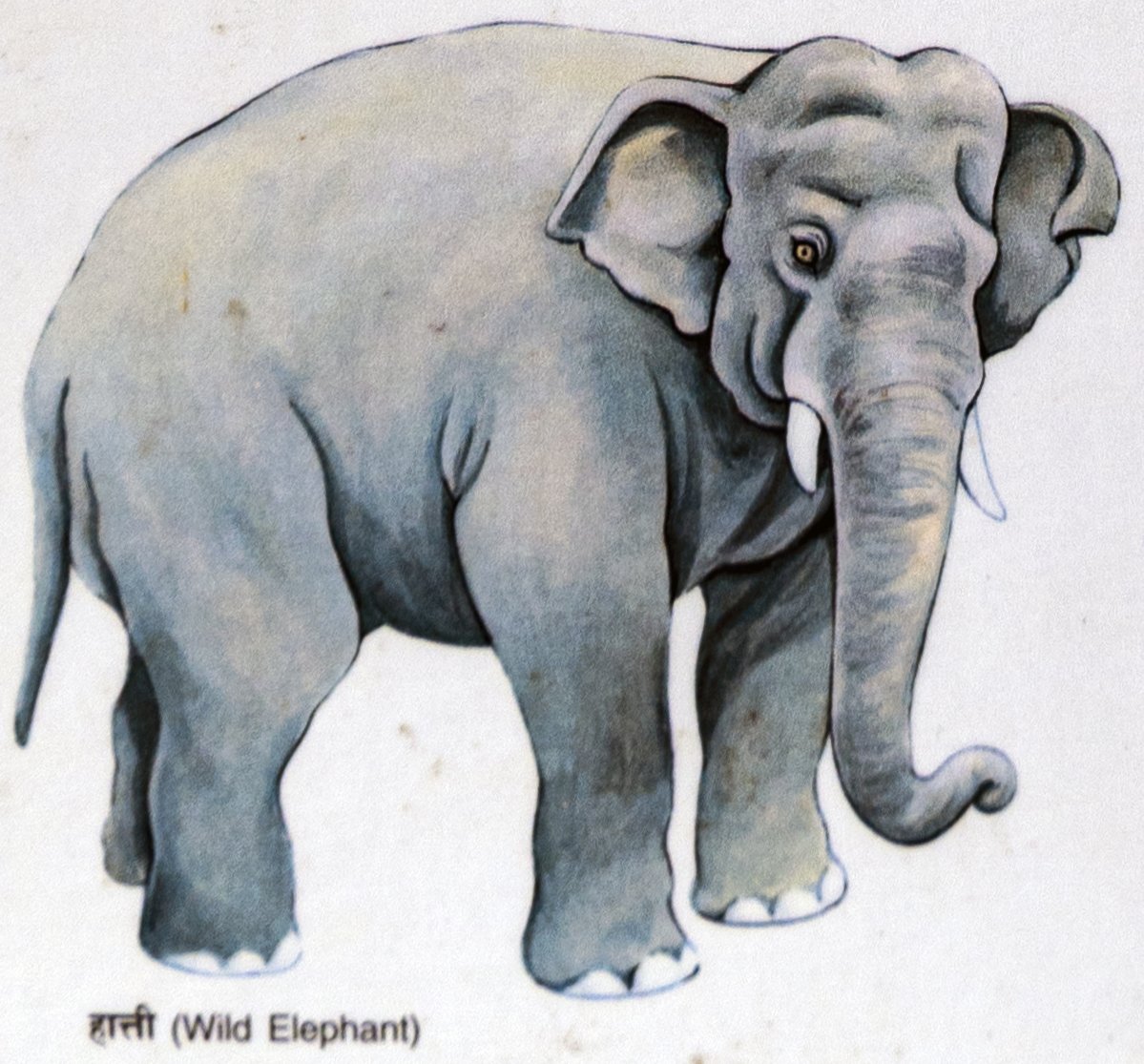 Hanti (Wild Elephant)