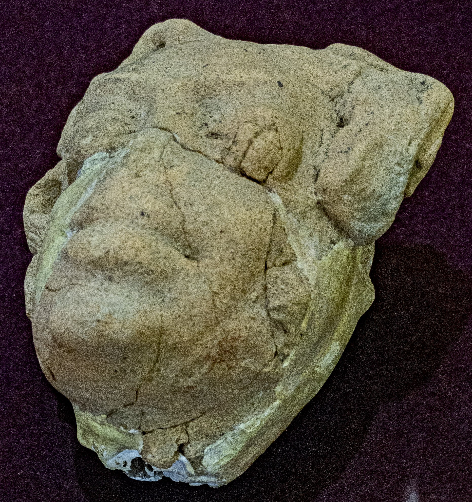 Head of Buddha