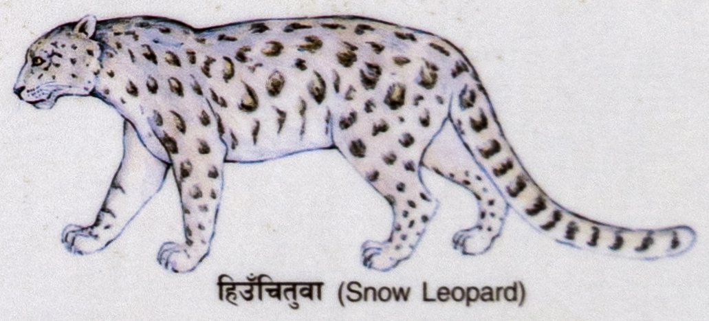Hiumcituva (Snow Leopard)