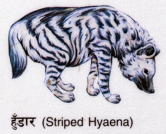 Hundar (Striped Hyaena)