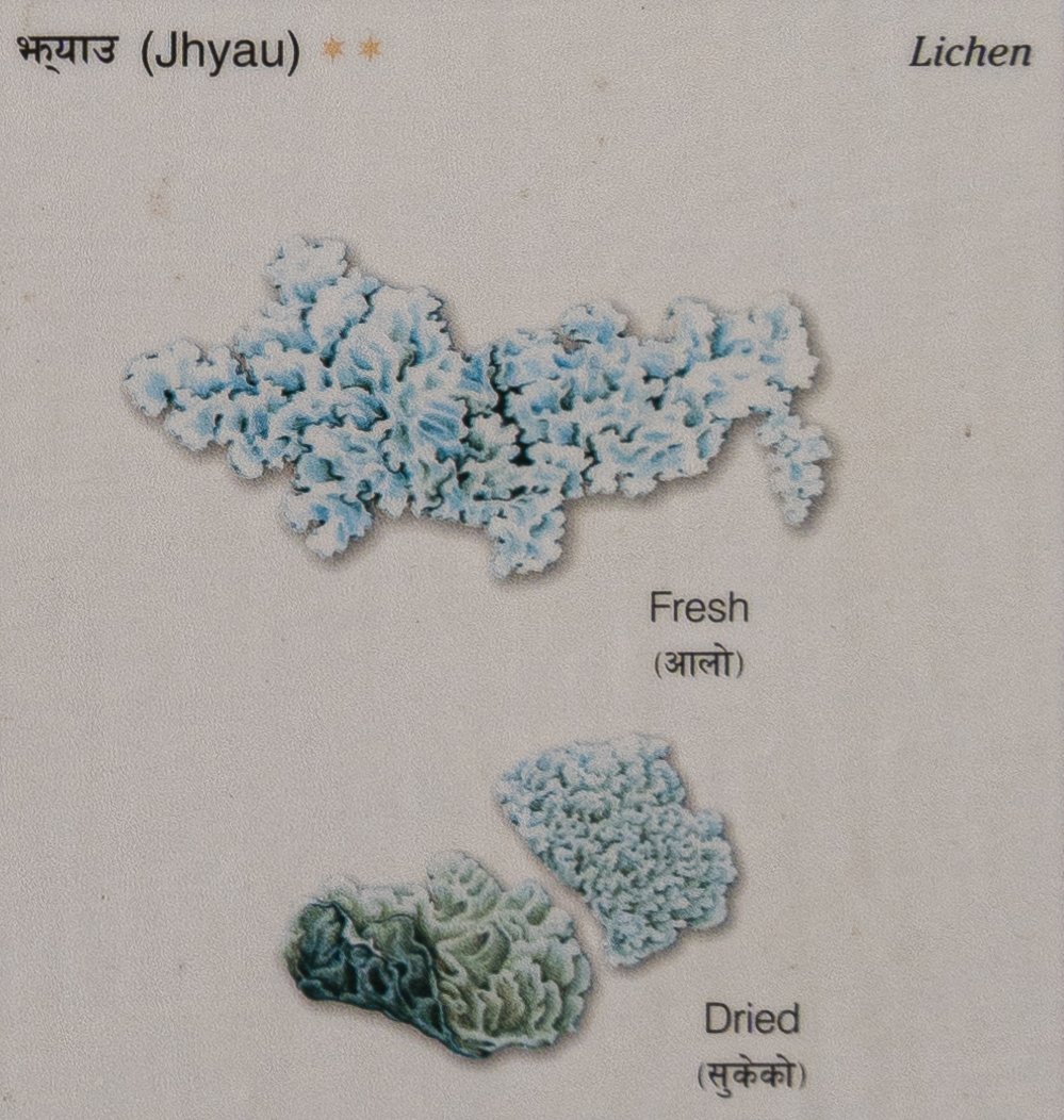 Jhyau (Lichen)