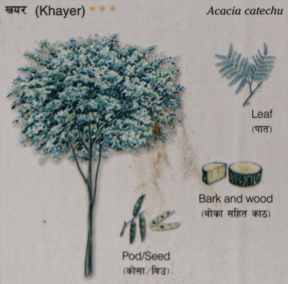 Khayer (Acacia catechu)