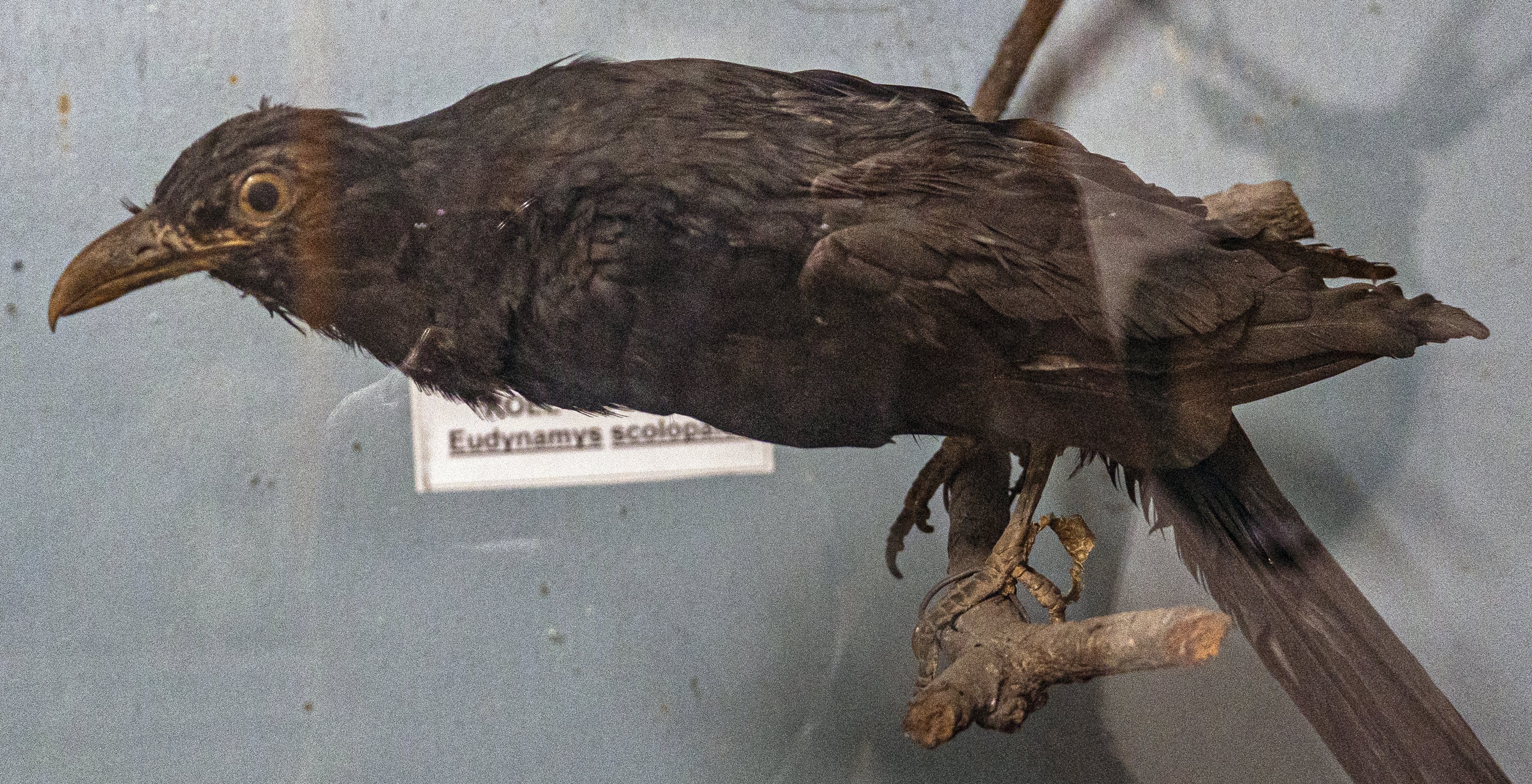 Meaning of Cuckoo in Christianity