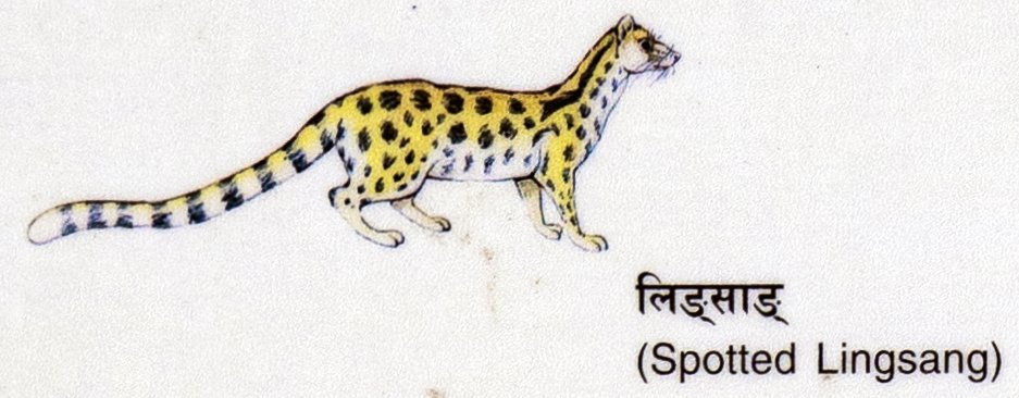Lingsang (Spotted Lingsang)