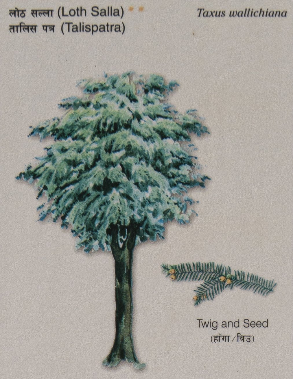 Loth Salla (Taxus wallichiana)