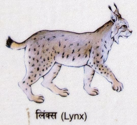 Lynx