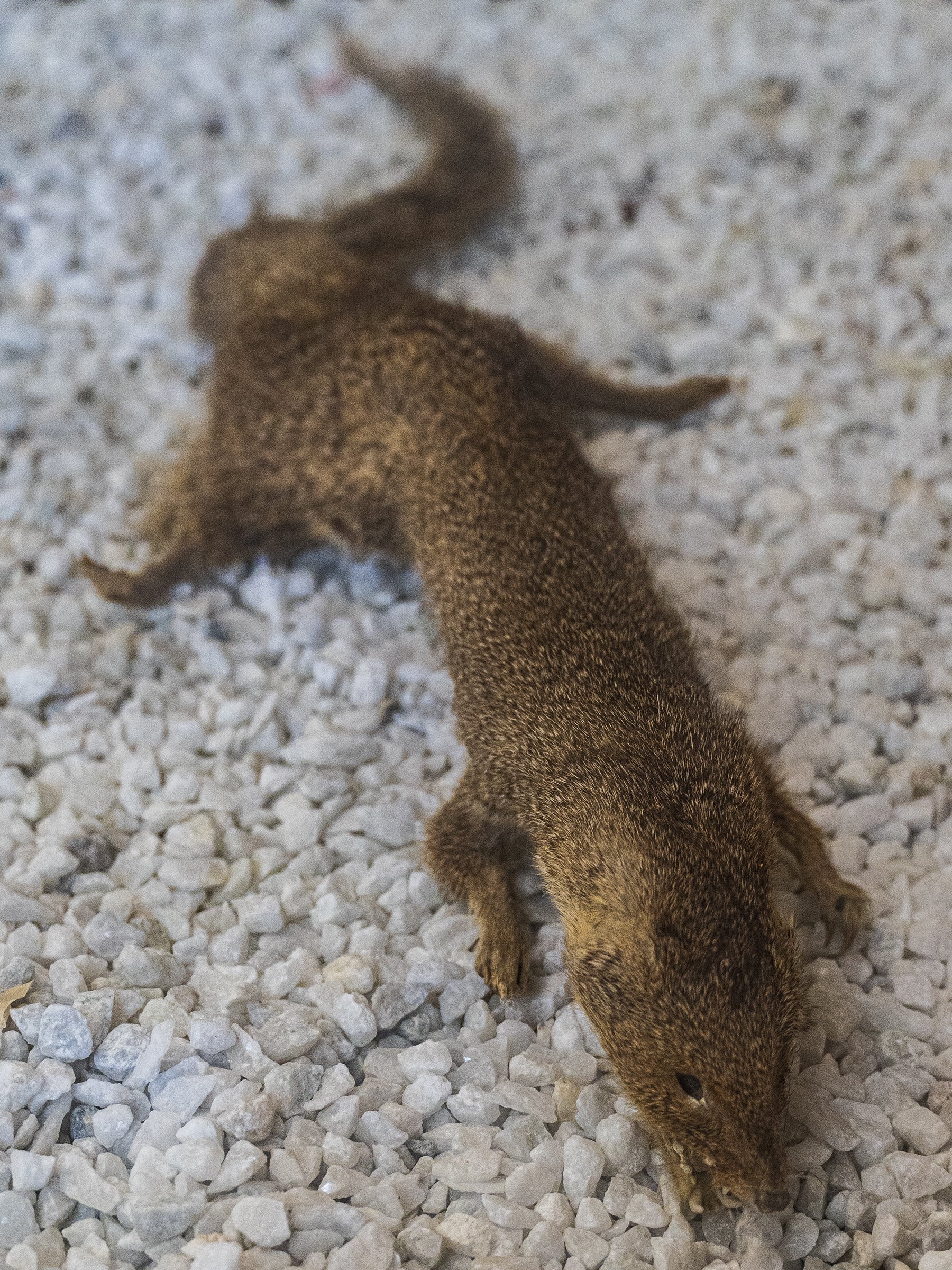 Mongoose (nyauri musa)