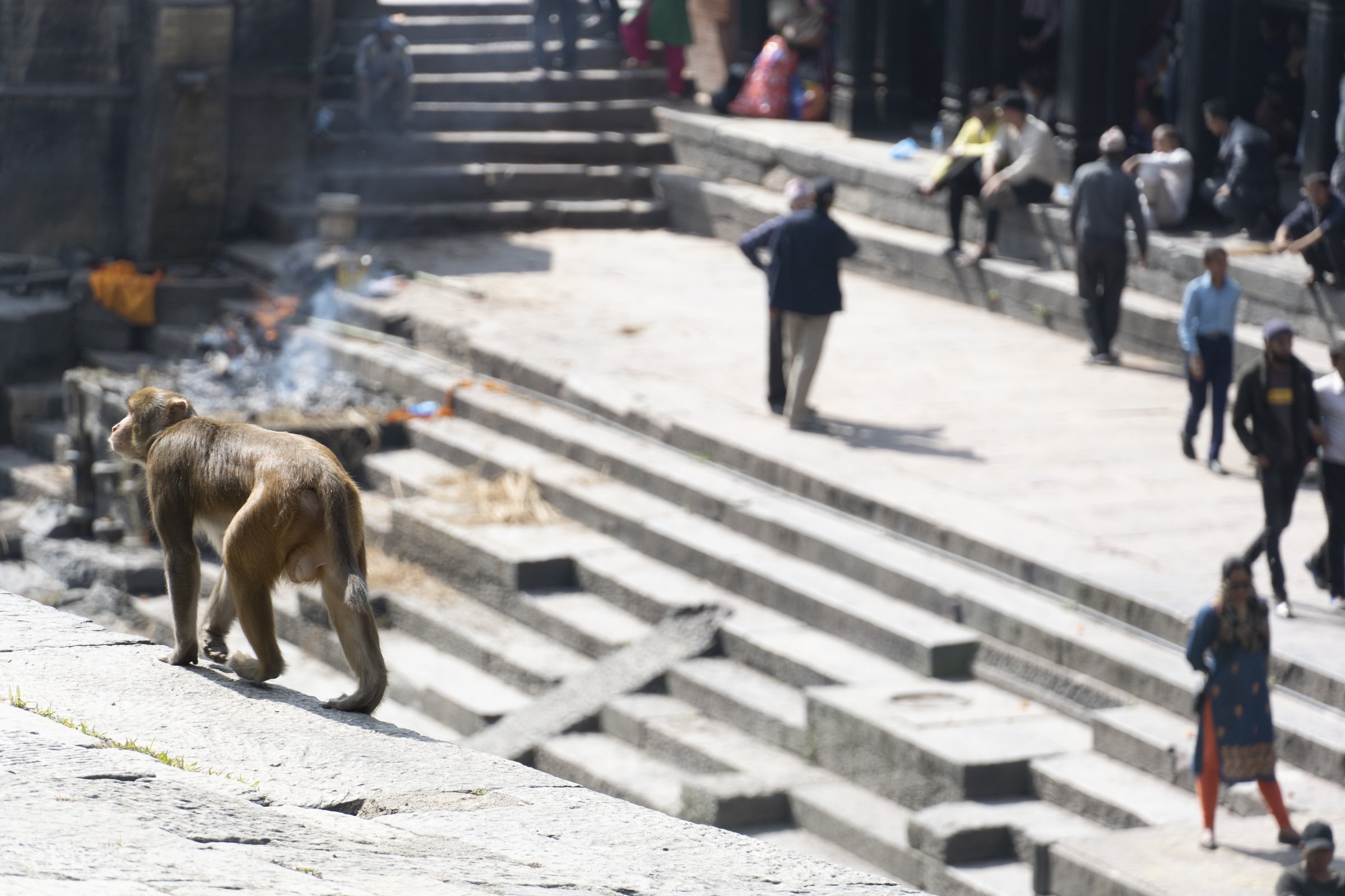 Monkey walking across edge