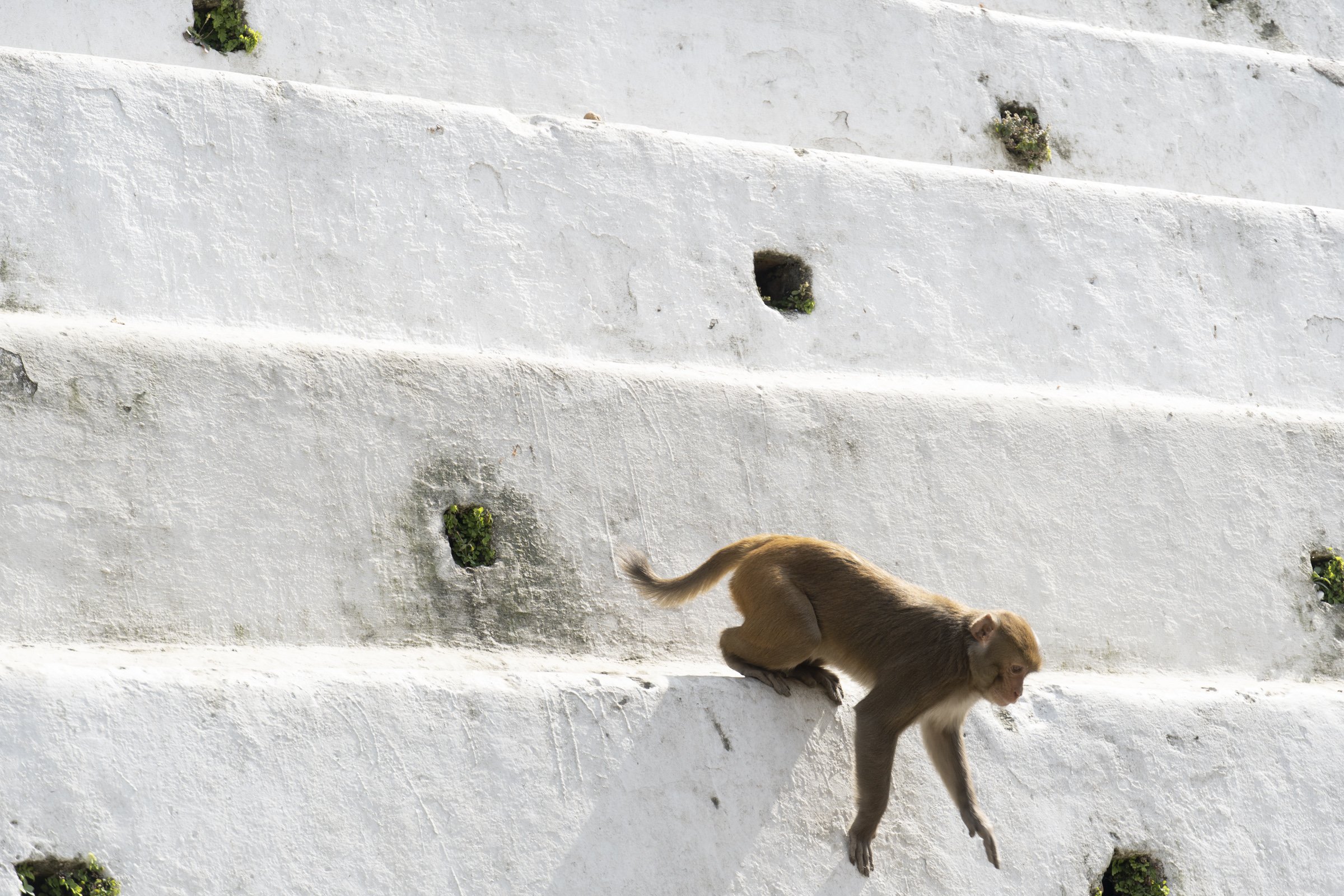 Monkey walking across stairs