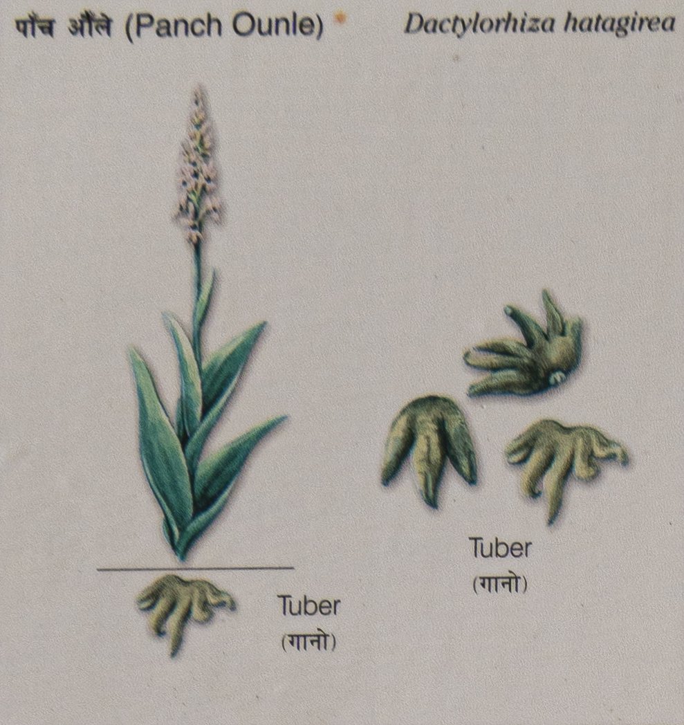 Panch Ounle (Dactylorhiza hatagirea)