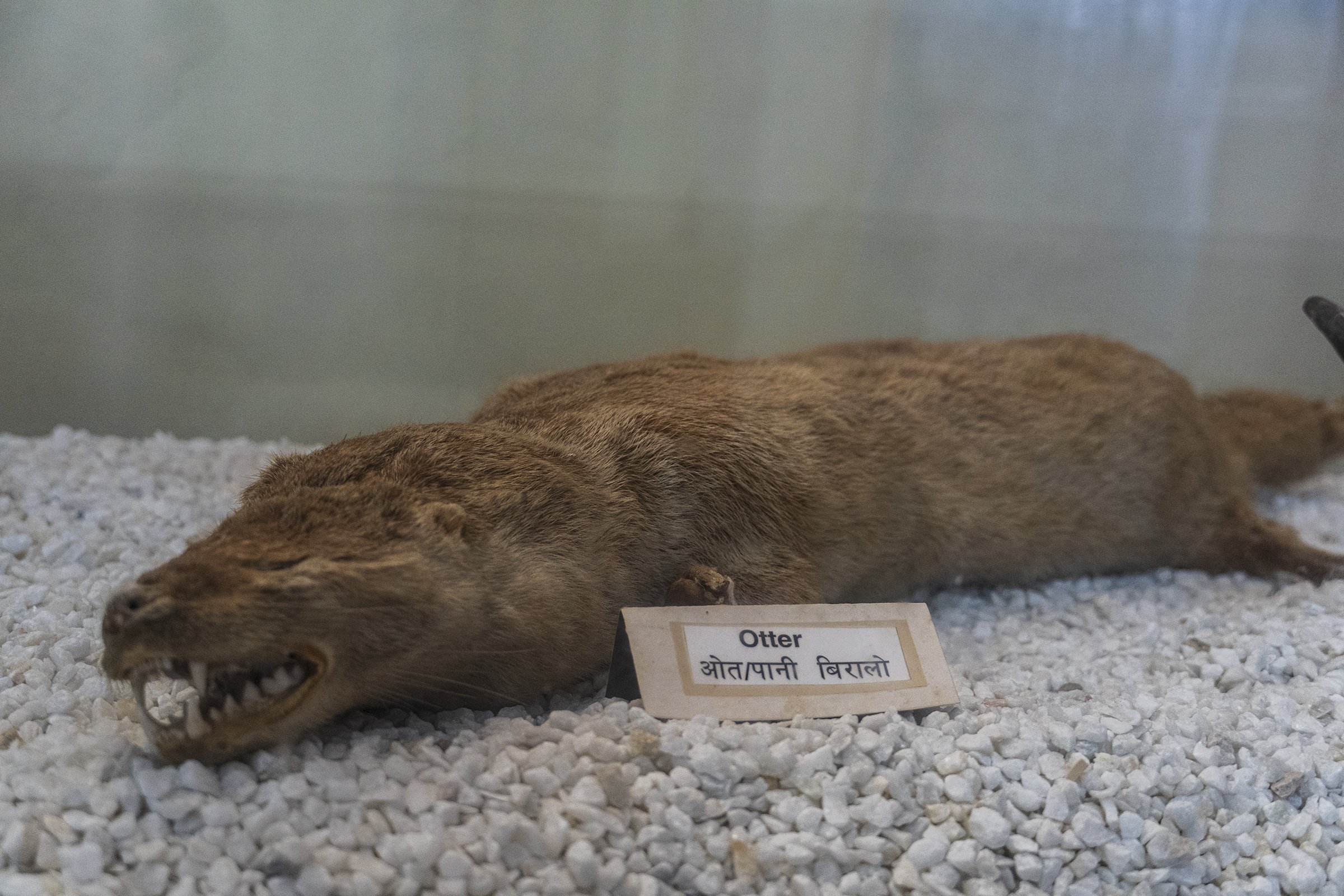 Pani Biralo (Otter)
