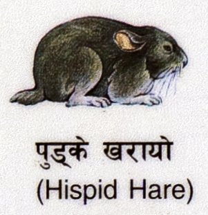 Pudke Kharayo (Hispid Hare)