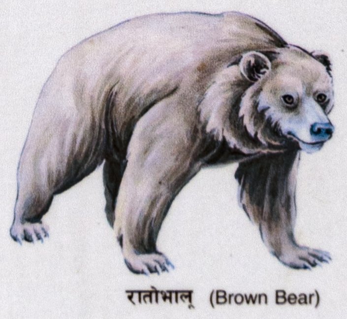 Ratobhalu (Brown Bear)