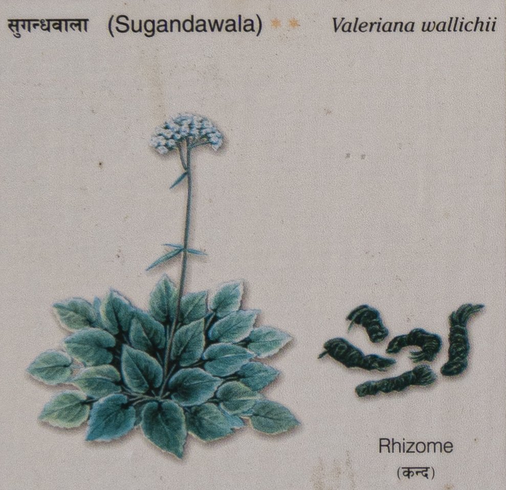 Sugandawala (Valeriana wallichii)