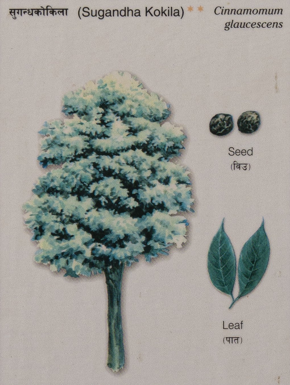 Suganha Kokila (Cinnamomum glaucescens)