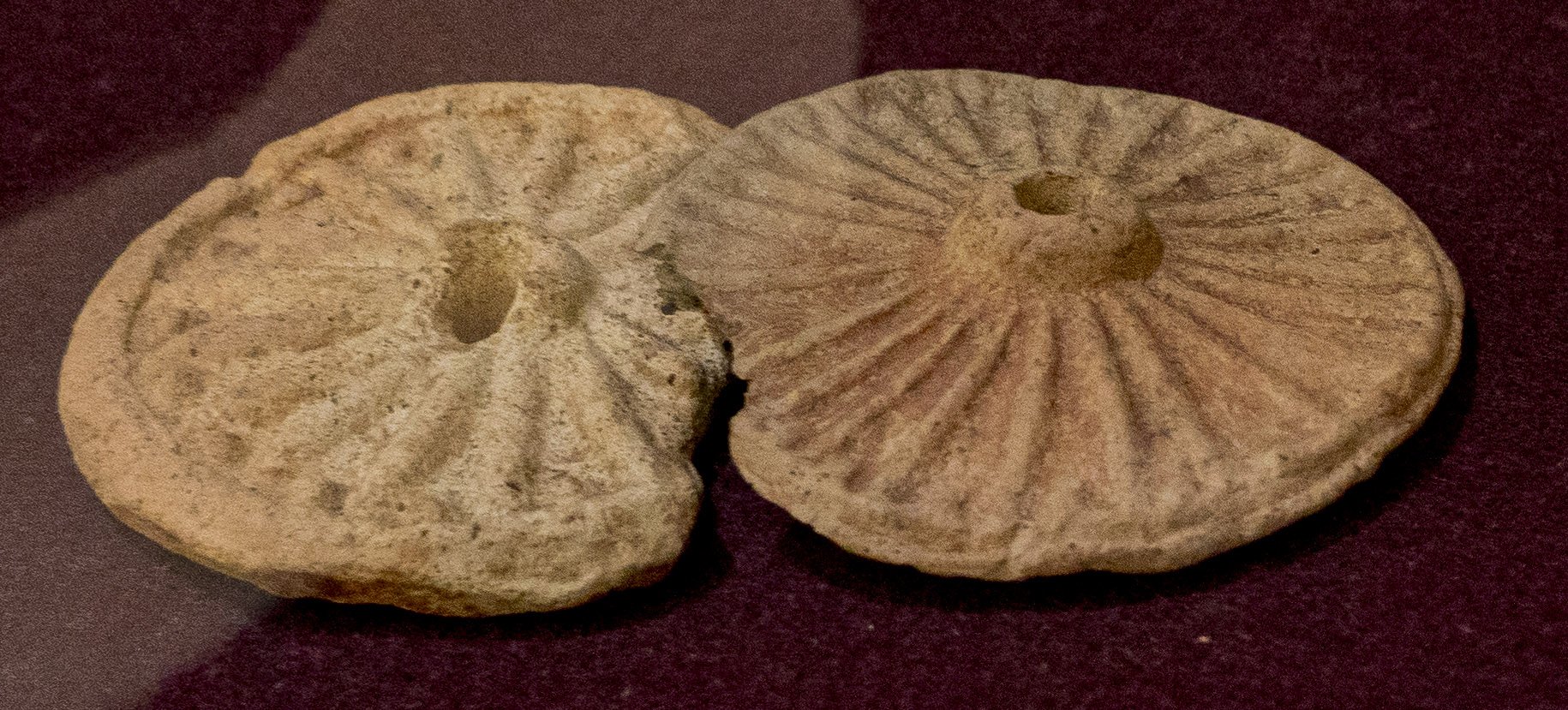 Terai cart-wheel