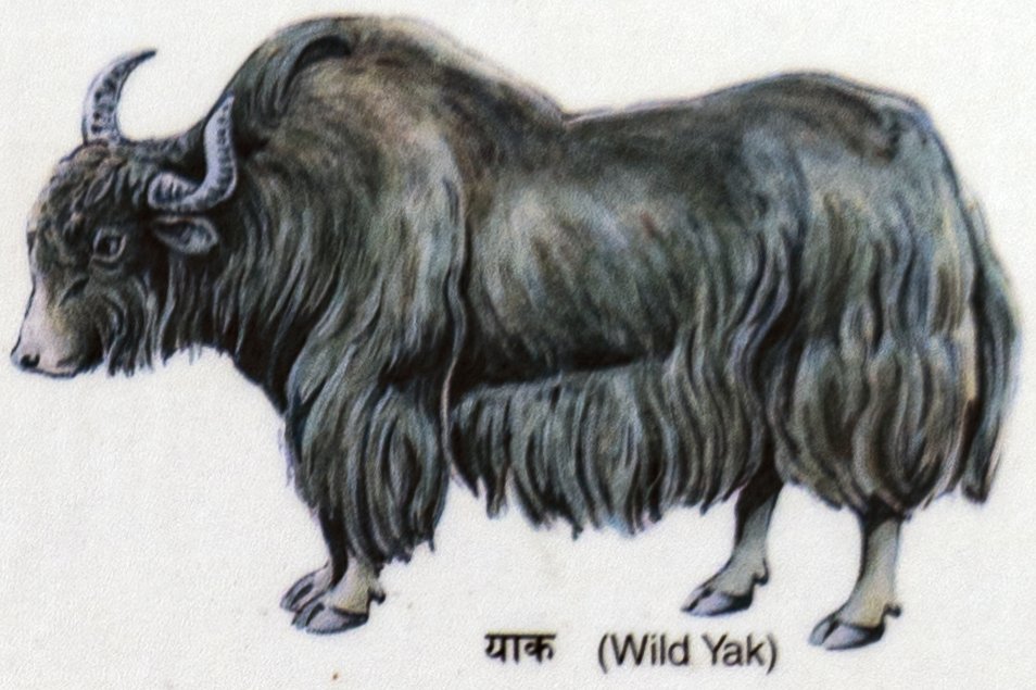Yak (Wild Yak)