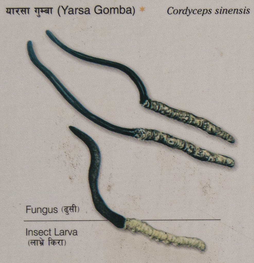 Yarsa Gumba (Ophiocordyceps sinensis)
